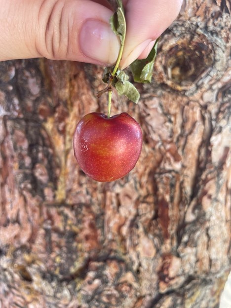 Prunus cerasifera (Arizona)