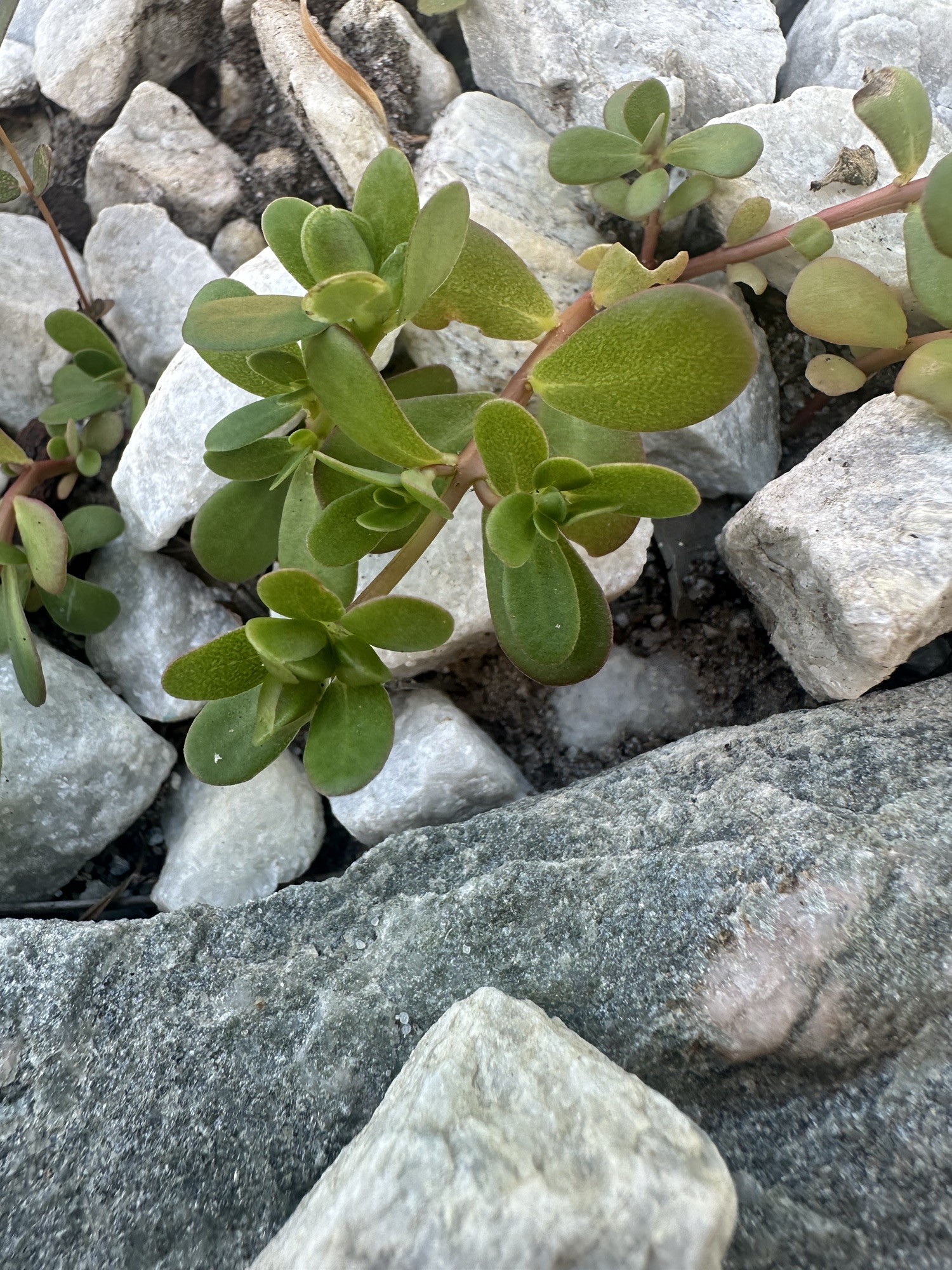Portulaca oleracea (Florida)
