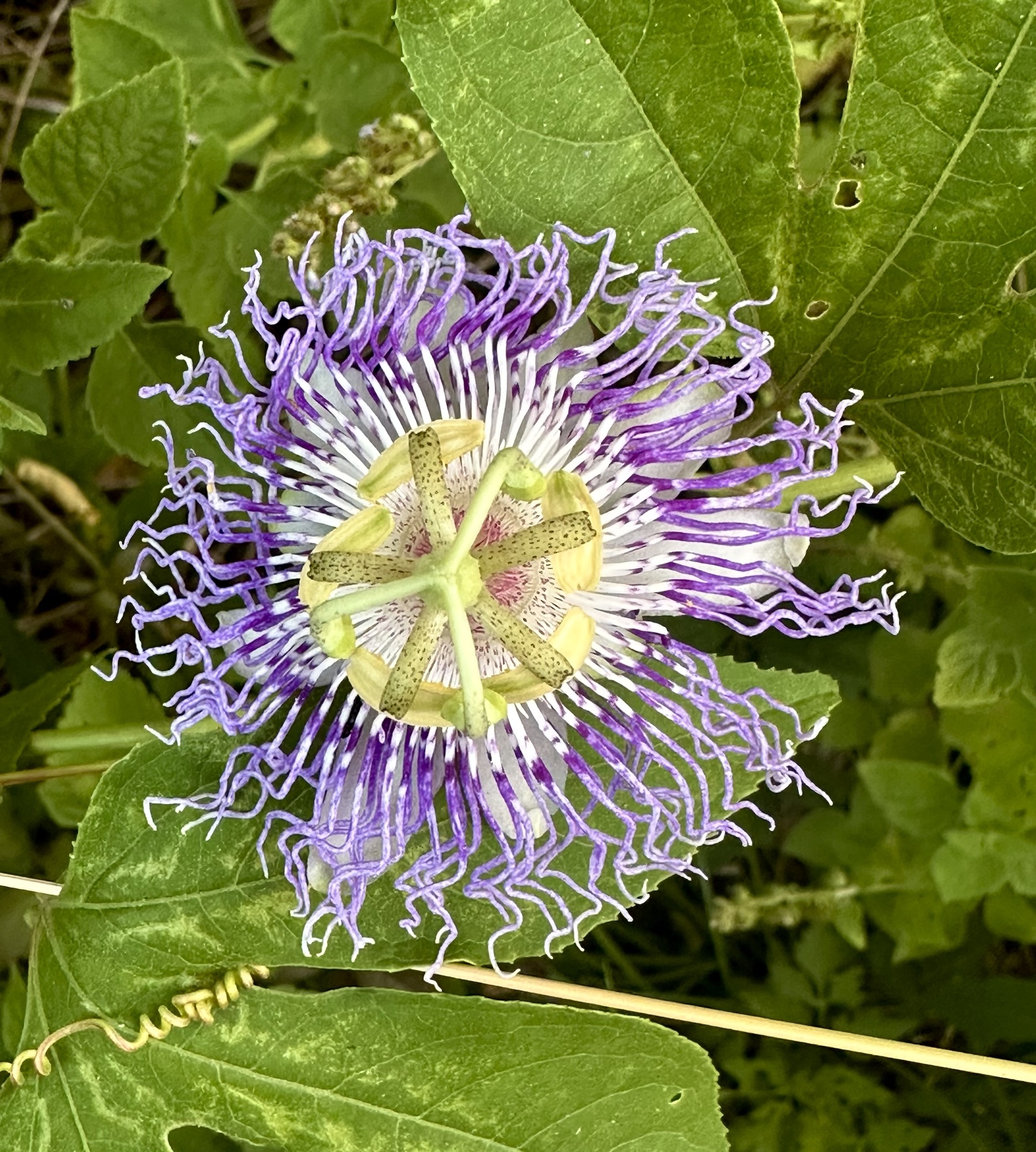 Passiflora incarnata (Florida)