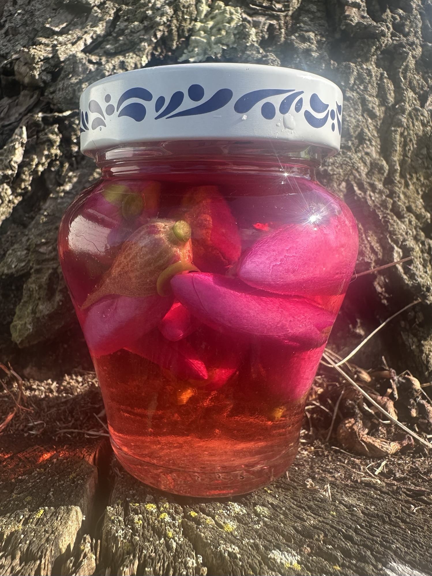 Magnolia x soulangeana (Wisconsin)