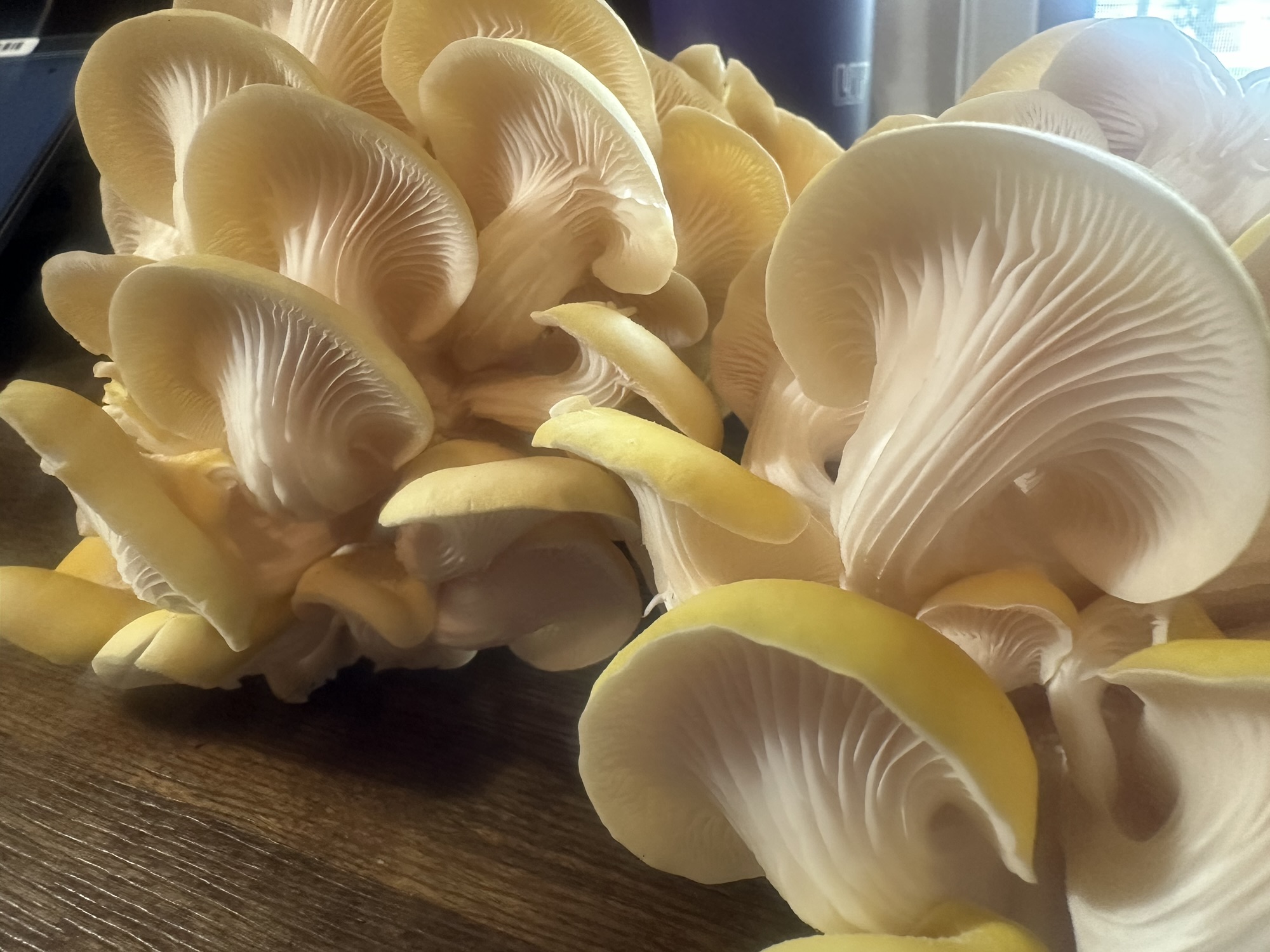Pleurotus citrinopileatus (Wisconsin)